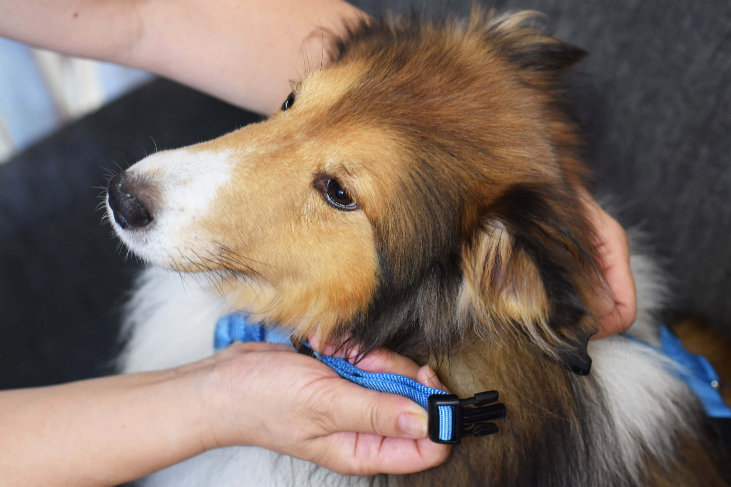 首回りのバックルを外し、犬の首回りに装着