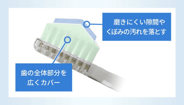 毛の長さが異なる2段構造